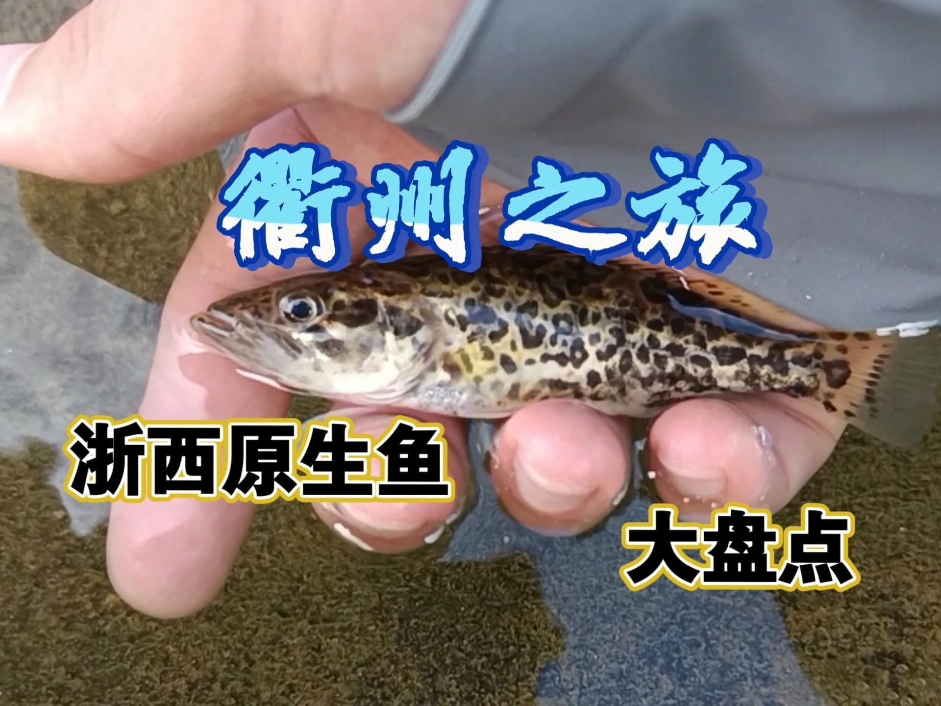 浙江魚類品種大全