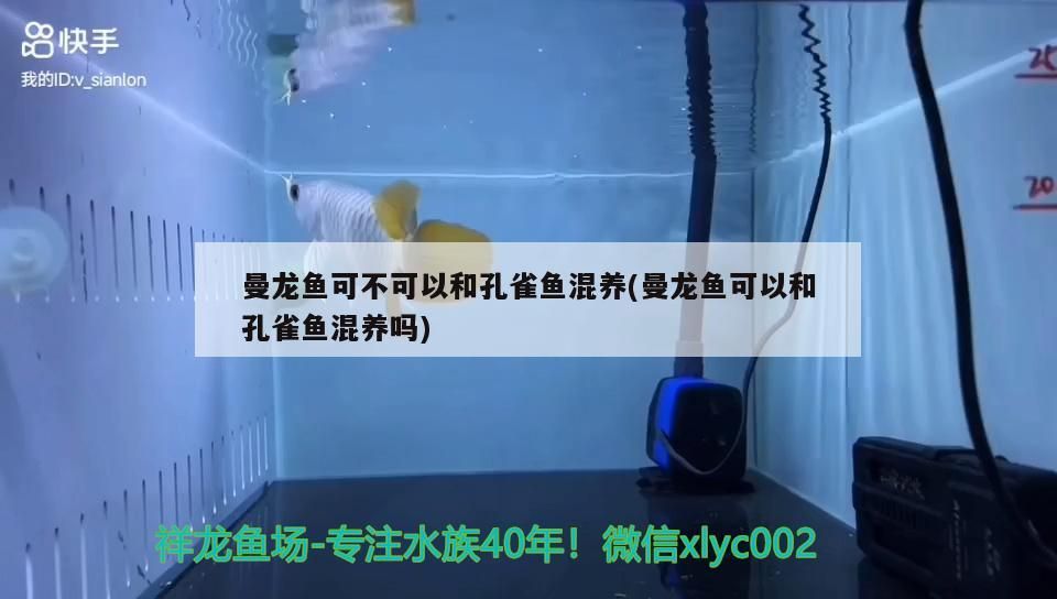 給大魚缸換水的作文:體驗給大魚缸換水的樂趣:體驗給大魚缸換水:給大魚缸換水的作文 曼龍魚可不可以和孔雀魚混養(曼龍魚可以和孔雀魚混養嗎) 觀賞魚百科 曼龍魚可不可以和孔雀魚混養(曼龍魚可以和孔雀魚混養嗎) 曼龍魚可不可以和孔雀魚混養(曼龍魚可以和孔雀魚混養嗎) 觀賞魚百科