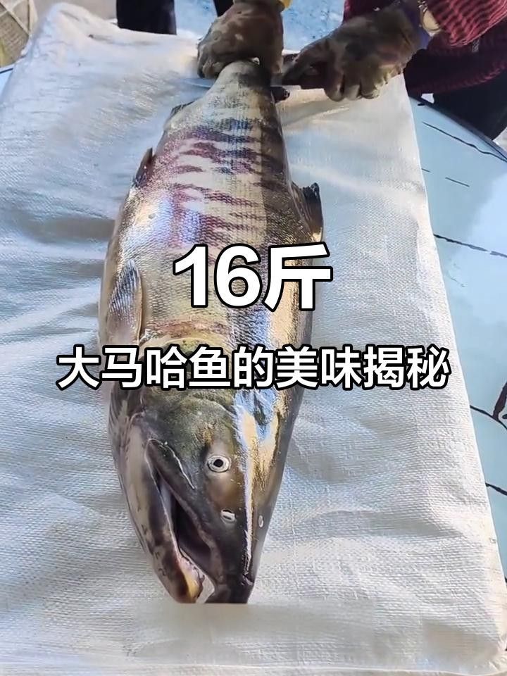 黑龍江野生魚