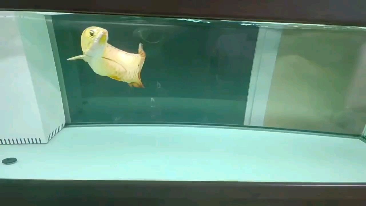 印尼虎魚多少溫度飼養(yǎng)最好:印尼虎魚多少溫度飼養(yǎng)最好印尼虎魚多少溫度飼養(yǎng)最好 這大概就是養(yǎng)魚的快樂吧 龍魚論壇 這大概就是養(yǎng)魚的快樂吧 這大概就是養(yǎng)魚的快樂吧 龍魚論壇