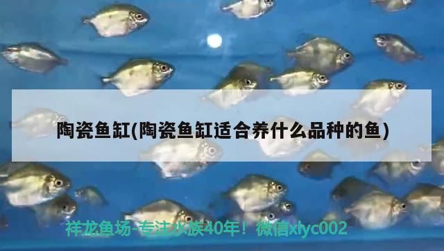 陶瓷魚缸(陶瓷魚缸適合養(yǎng)什么品種的魚)