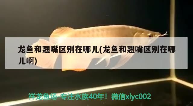 龍魚和翹嘴區(qū)別在哪兒(龍魚和翹嘴區(qū)別在哪兒啊)