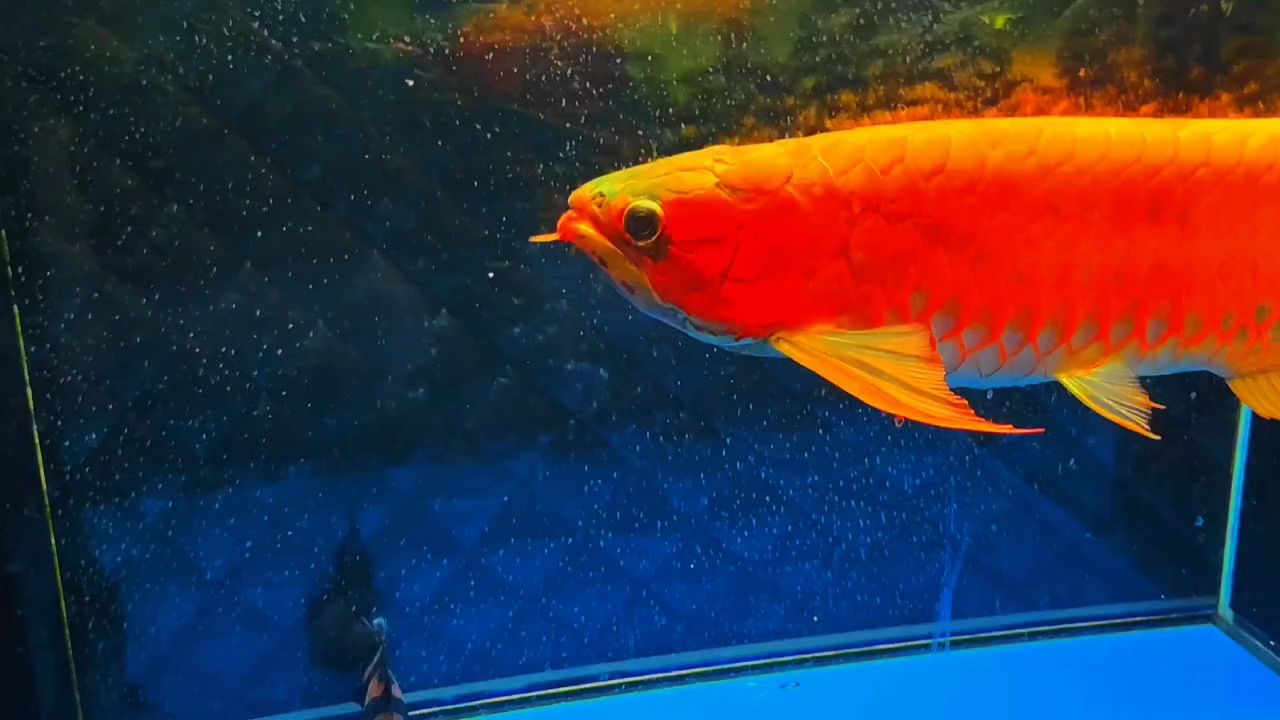 如何成功馴化虎斑恐龍魚使用人工飼料，虎紋恐龍王魚如何馴化