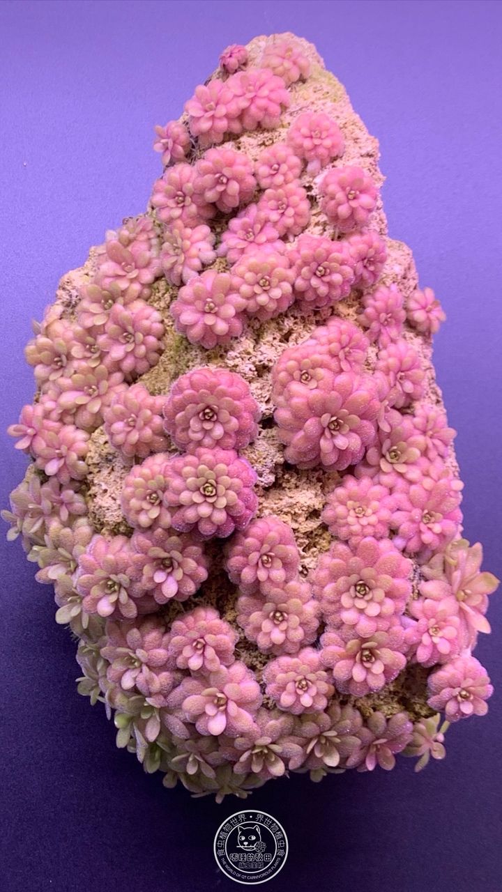 “凹石1號”小行星“凹wowo”劃過璀璨 “凹石1號”小行星“凹wowo”劃過璀璨 龍魚論壇 第5張