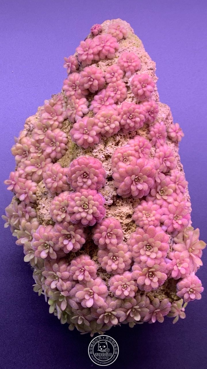 “凹石1號”小行星“凹wowo”劃過璀璨 “凹石1號”小行星“凹wowo”劃過璀璨 龍魚論壇 第6張