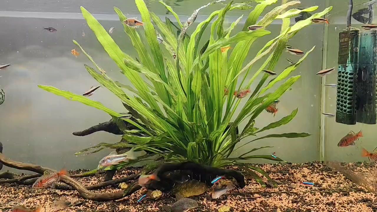 魚還是不夠多