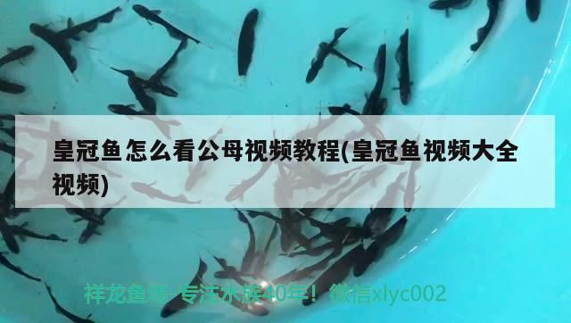 皇冠魚怎么看公母視頻教程(皇冠魚視頻大全視頻)