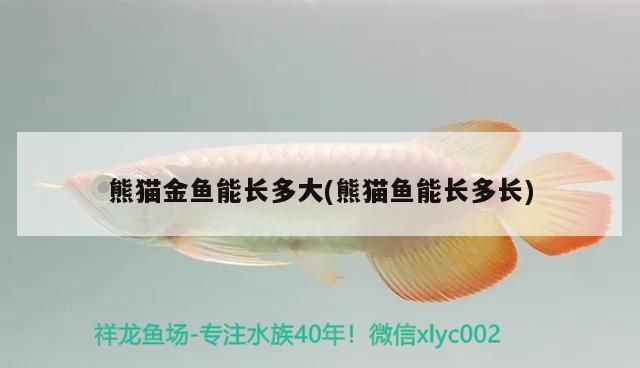 魚缸過濾器選購指南:自制魚缸過濾器魚缸上置過濾器對于養魚愛好者的必備知識 熊貓金魚能長多大(熊貓魚能長多長) 觀賞魚百科 熊貓金魚能長多大(熊貓魚能長多長) 熊貓金魚能長多大(熊貓魚能長多長) 觀賞魚百科