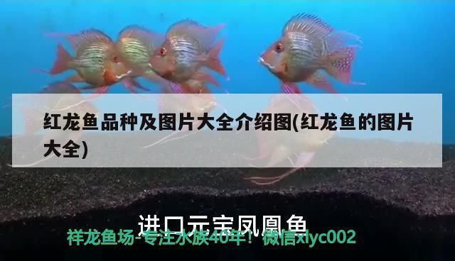 紅龍魚品種及圖片大全介紹圖(紅龍魚的圖片大全)