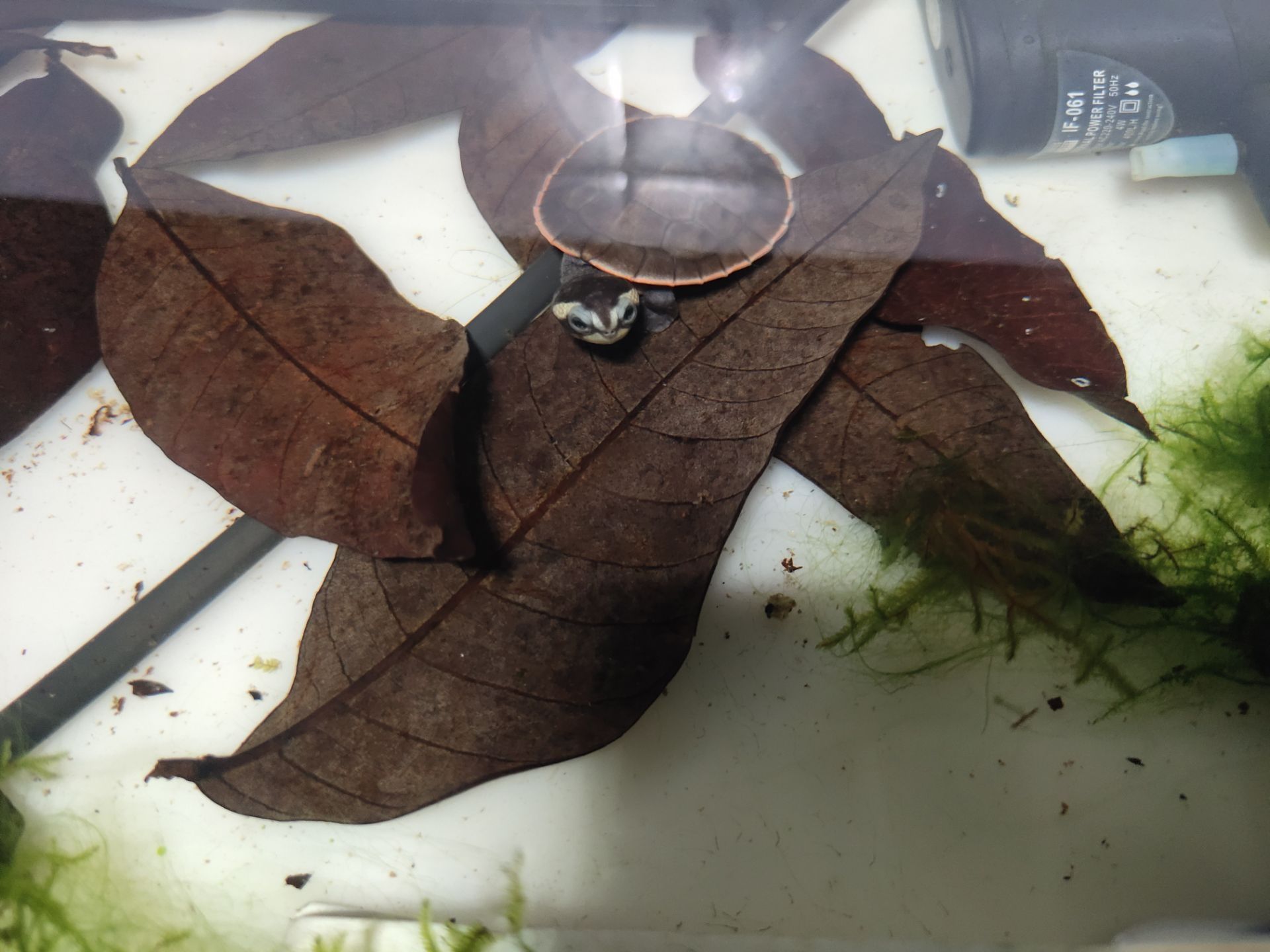 銀龍魚鱗片發白腐蝕是怎么回事兒【如何預防銀龍魚鱗片發白腐蝕？】