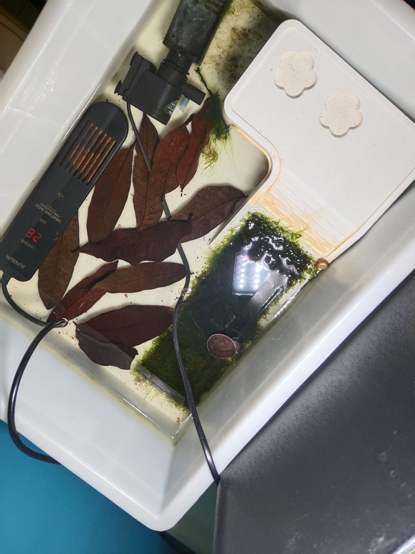 銀龍魚鱗片發白腐蝕是怎么回事兒【如何預防銀龍魚鱗片發白腐蝕？】