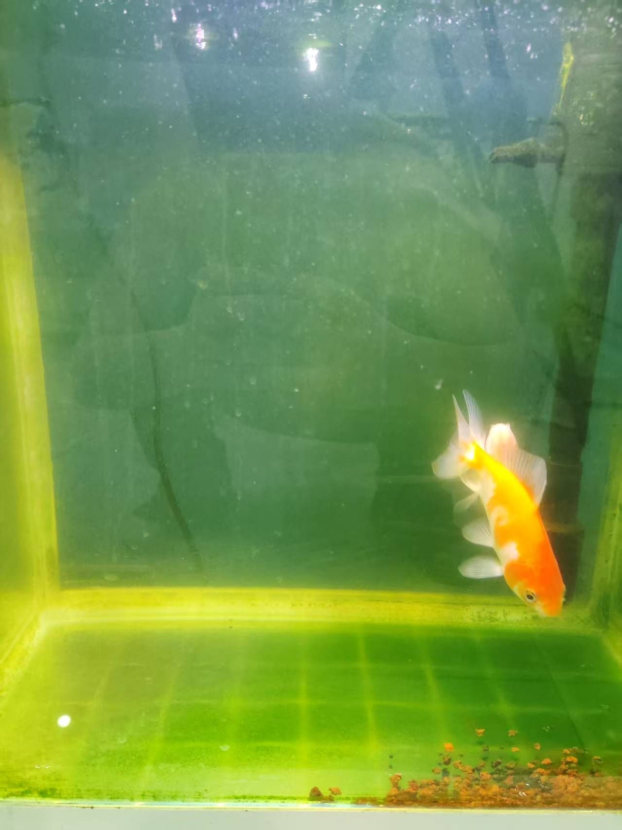 銀龍魚鱗片發(fā)白腐蝕是怎么回事兒【如何預(yù)防銀龍魚鱗片發(fā)白腐蝕？】