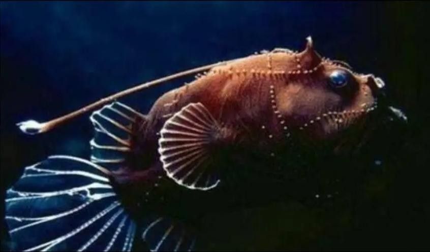 安康龍魚 安康龍魚 觀賞魚百科 第4張