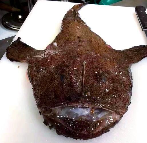 安康龍魚 安康龍魚 觀賞魚百科 第6張