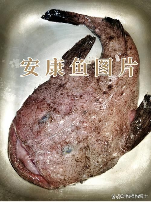 安康龍魚 安康龍魚 觀賞魚百科 第3張
