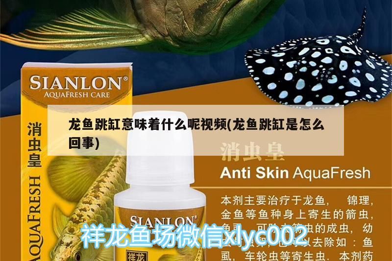 龍魚跳缸意味著什么呢視頻(龍魚跳缸是怎么回事) 龍魚跳缸意味著什么呢視頻(龍魚跳缸是怎么回事) 觀賞魚百科