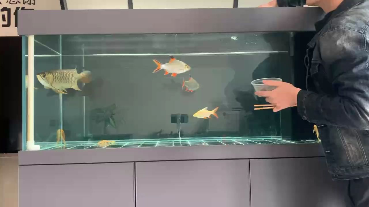 鸚鵡魚和銀龍魚混養怎樣喂食 金龍,斷更了一天 龍魚論壇 金龍,斷更了一天 金龍,斷更了一天 龍魚論壇