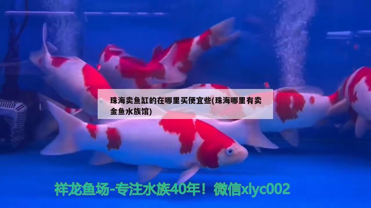 珠海賣魚缸的在哪里買便宜些(珠海哪里有賣金魚水族館) 珠海賣魚缸的在哪里買便宜些(珠海哪里有賣金魚水族館) 觀賞魚百科