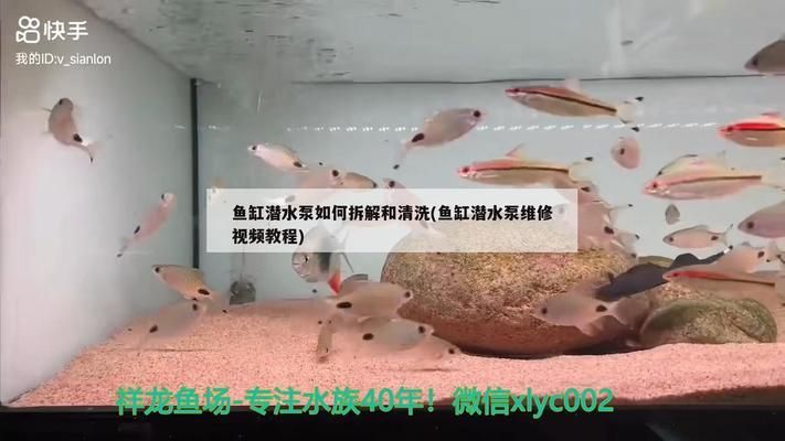 小龍魚喂食怎么喂（六角龍魚正確的喂食方法） 小龍魚喂食怎么喂（六角龍魚正確的喂食方法） 觀賞魚百科