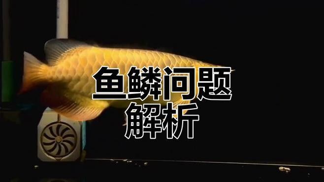 龍魚掉鱗潰爛最怕三個東西 龍魚掉鱗潰爛最怕三個東西 觀賞魚百科 第5張