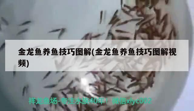 金龍魚養魚技巧圖解(金龍魚養魚技巧圖解視頻) 金龍魚養魚技巧圖解(金龍魚養魚技巧圖解視頻) 觀賞魚百科