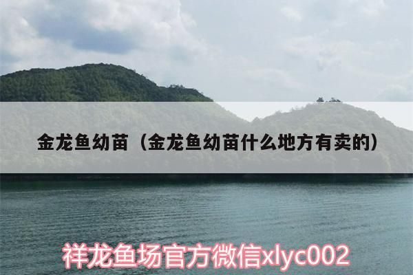 金龍魚幼苗（金龍魚幼苗什么地方有賣的） 金龍魚幼苗（金龍魚幼苗什么地方有賣的） 觀賞魚百科