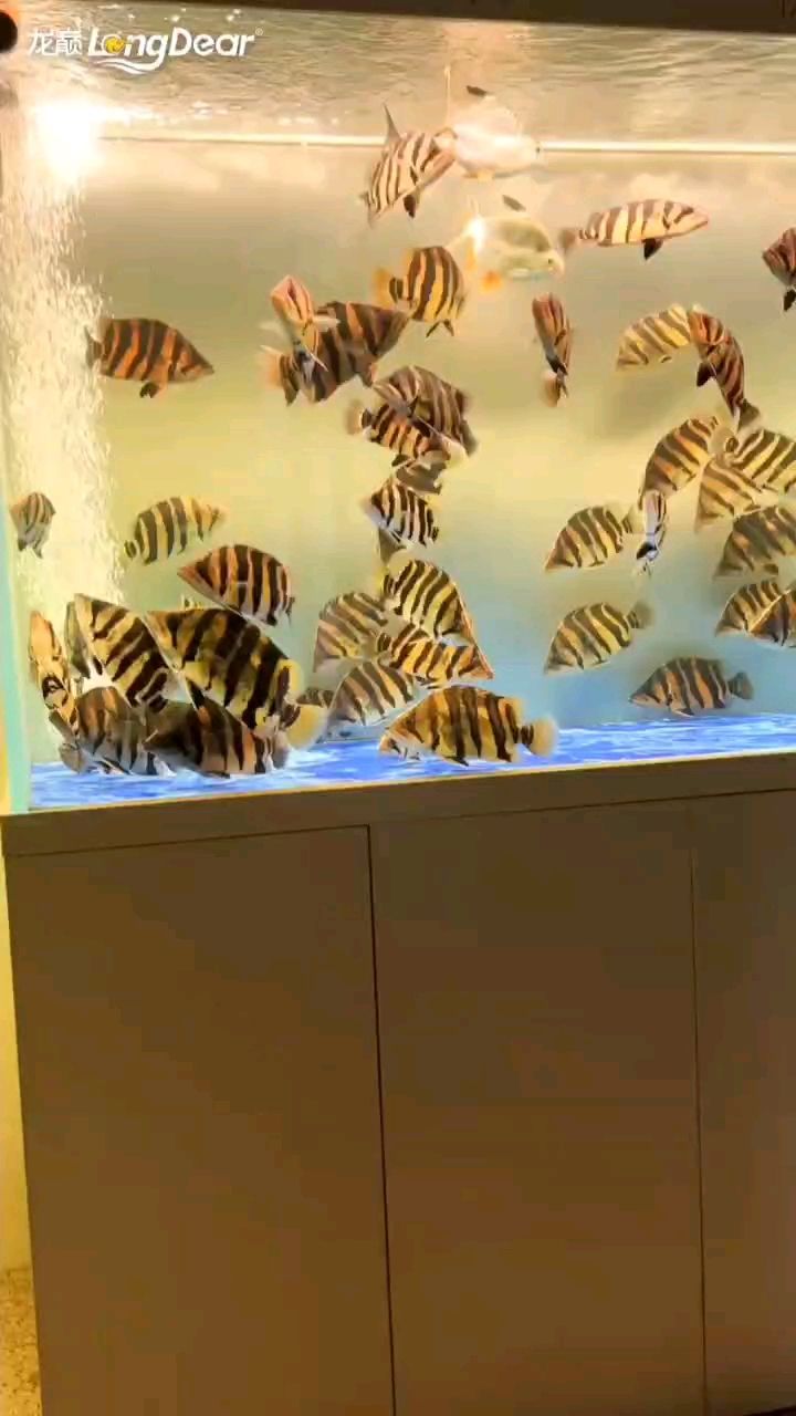 轉發952 轉發952 龍魚論壇