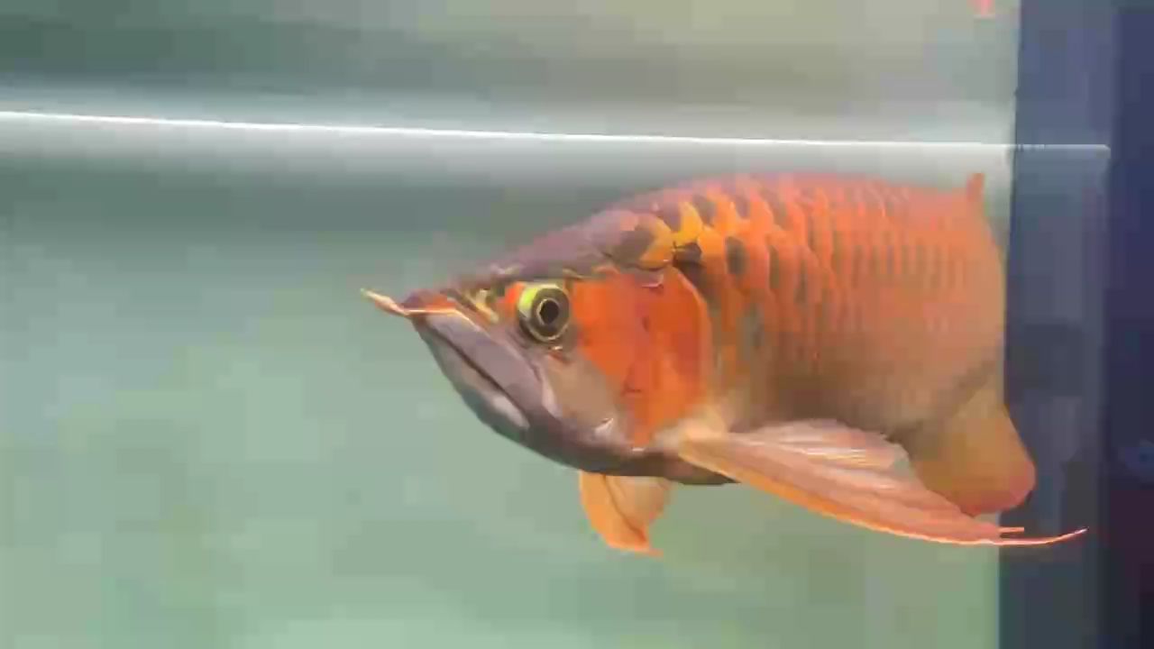 飼養2年半留檔 飼養2年半留檔 龍魚論壇
