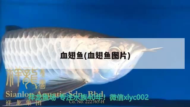 血翅魚(血翅魚圖片)