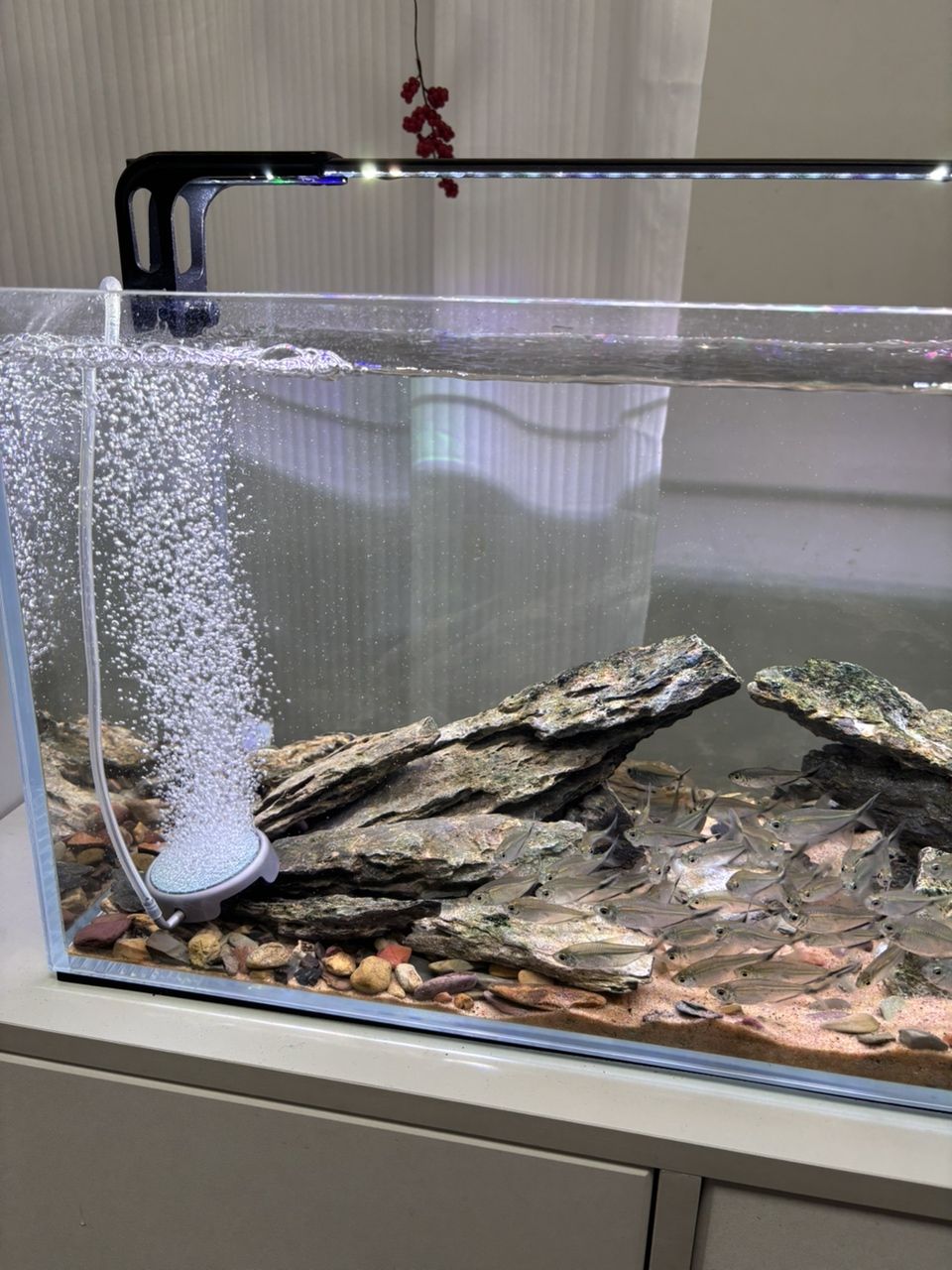 顏值超高！用了這個老婆再也不嫌棄我養魚了