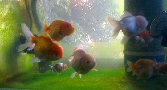 紅龍魚怎么用燈光（