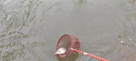金龍魚哪里有：養(yǎng)金龍魚需要注意的問(wèn)題