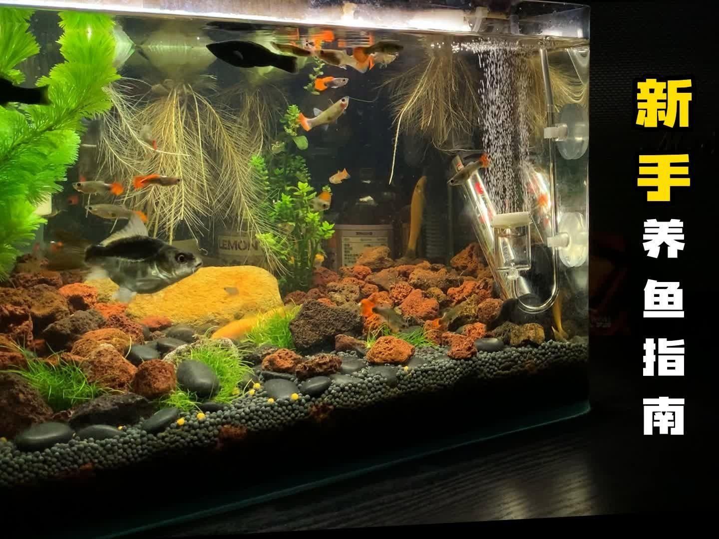 觀賞魚介紹