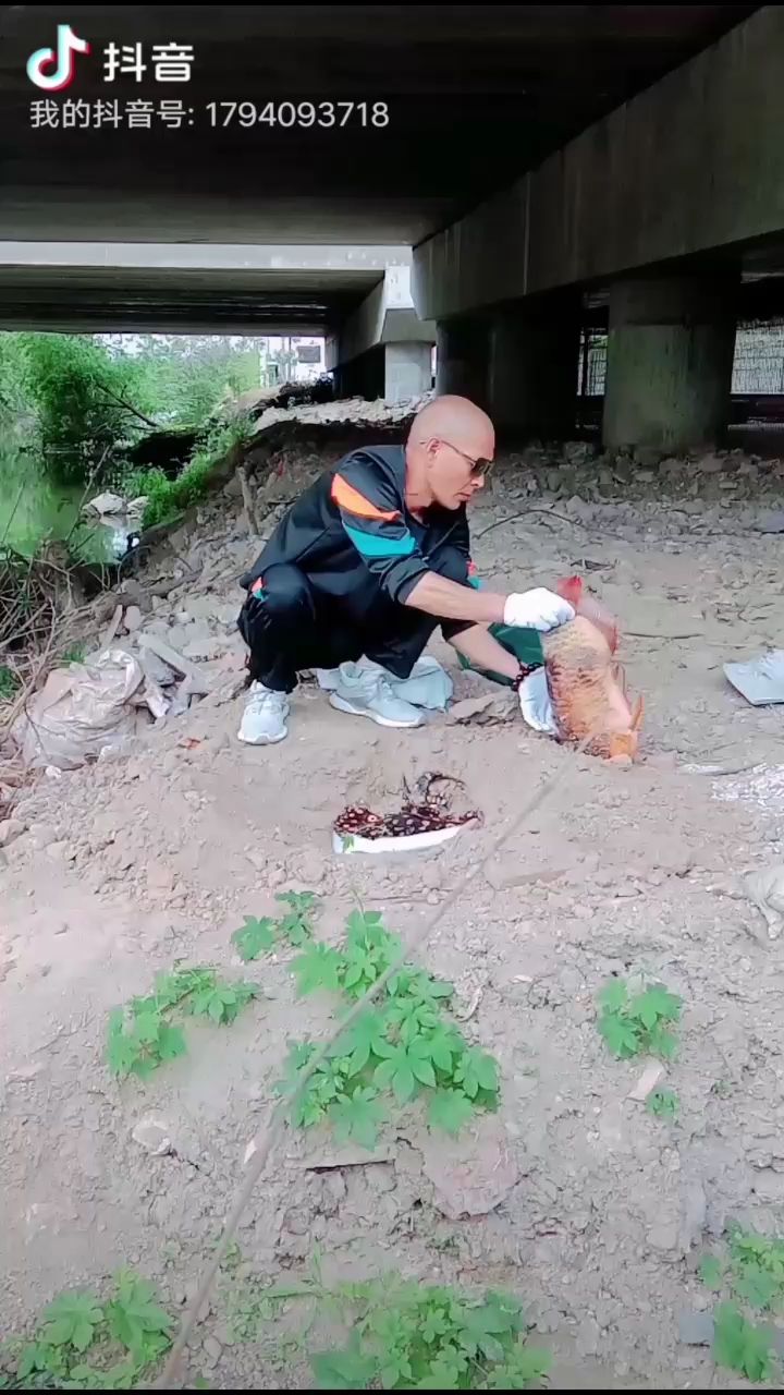 龍虎爭霸賽落慕 龍虎爭霸賽落慕 觀賞魚百科 第2張
