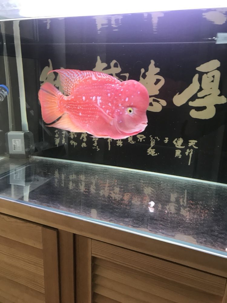 延邊朝鮮族自治州觀賞魚市場曬曬我的羅漢