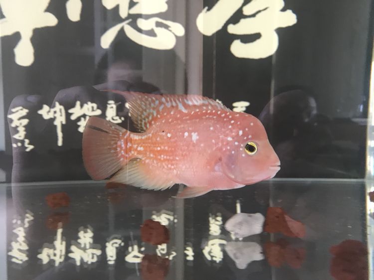 延邊朝鮮族自治州觀賞魚市場曬曬我的羅漢