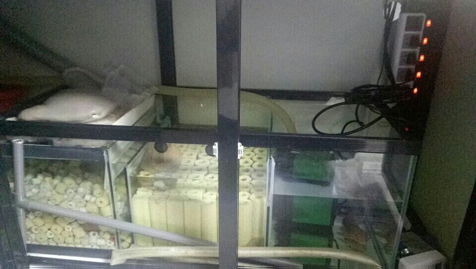草缸莫斯養龍魟 觀賞魚百科 第1張 草缸莫斯養龍魟 草缸莫斯養龍魟 觀賞魚百科 第1張