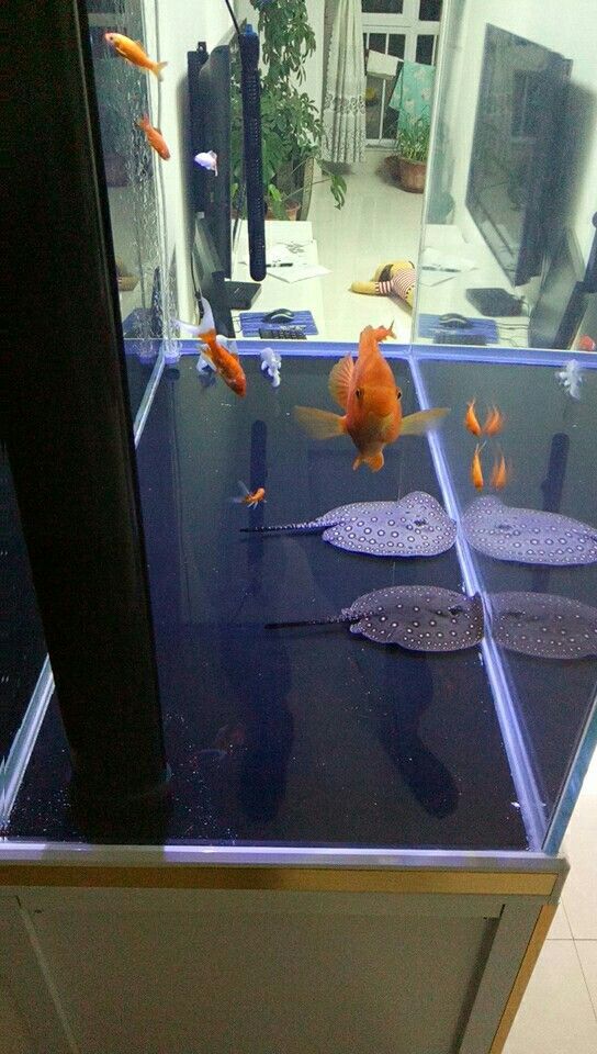 草缸莫斯養龍魟 觀賞魚百科 第3張 草缸莫斯養龍魟 草缸莫斯養龍魟 觀賞魚百科 第3張