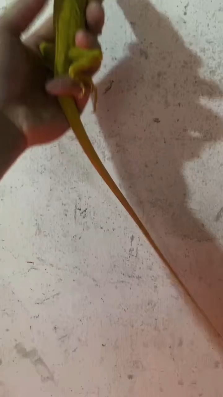 白化鬣蜥吃蔬菜，飼養(yǎng)簡(jiǎn)單， 白化鬣蜥吃蔬菜，飼養(yǎng)簡(jiǎn)單， 龍魚論壇