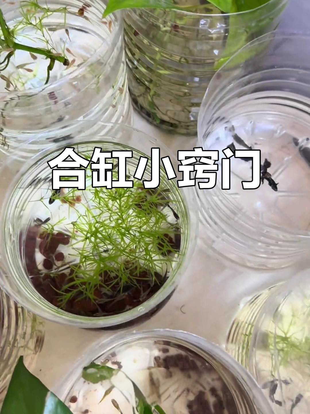 七彩魚苗多大可以與大魚和養 七彩魚苗多大可以與大魚和養 觀賞魚百科 第2張