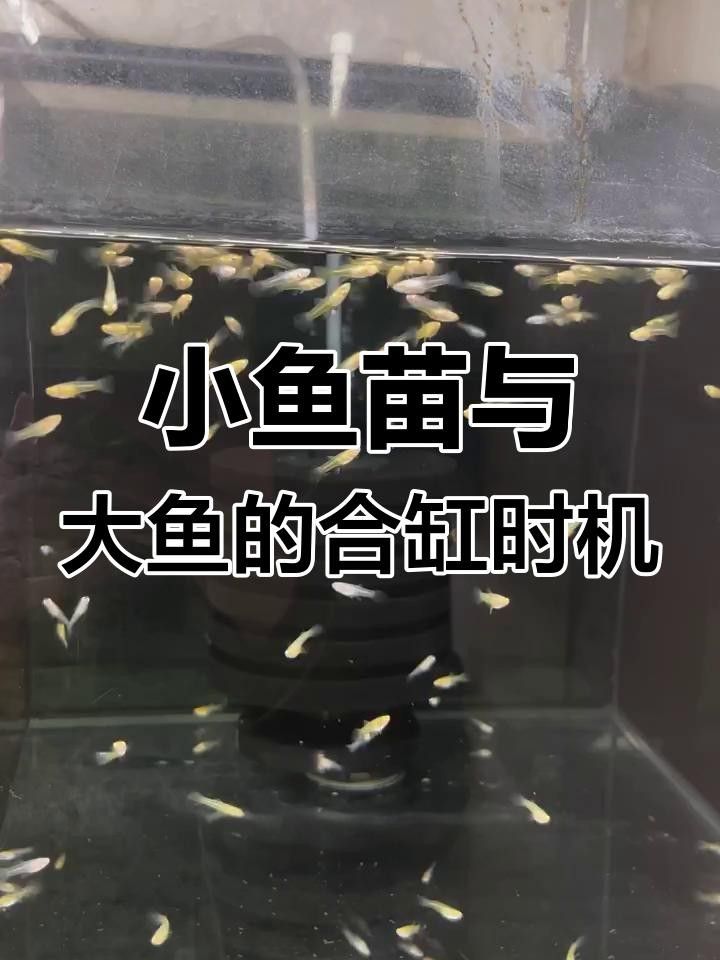 七彩魚苗多大可以與大魚和養 七彩魚苗多大可以與大魚和養 觀賞魚百科 第1張