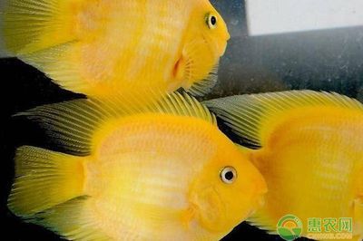 純白色觀賞魚有哪些品種好養（泰國斗魚：純白色觀賞魚的好選擇）