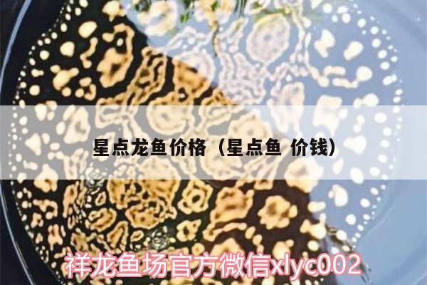 星點龍魚價格（星點魚價錢） 星點龍魚價格（星點魚價錢） 觀賞魚百科