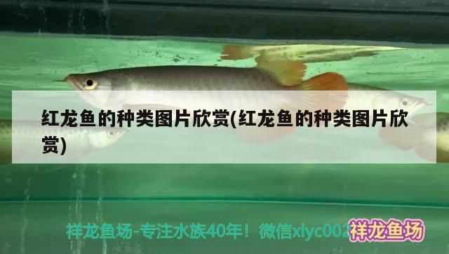 紅龍魚的種類圖片欣賞(紅龍魚的種類圖片欣賞) 紅龍魚的種類圖片欣賞(紅龍魚的種類圖片欣賞) 觀賞魚百科