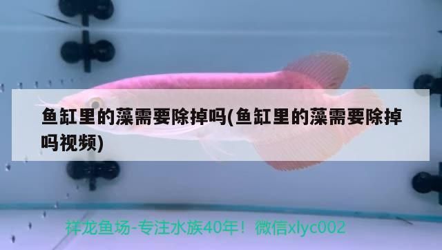 藍寶石金龍魚（求魚類名字三個字的、越多越好·）
