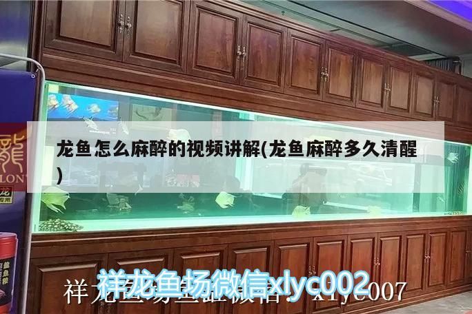 龍魚怎么麻醉的視頻講解(龍魚麻醉多久清醒) 龍魚怎么麻醉的視頻講解(龍魚麻醉多久清醒) 觀賞魚百科