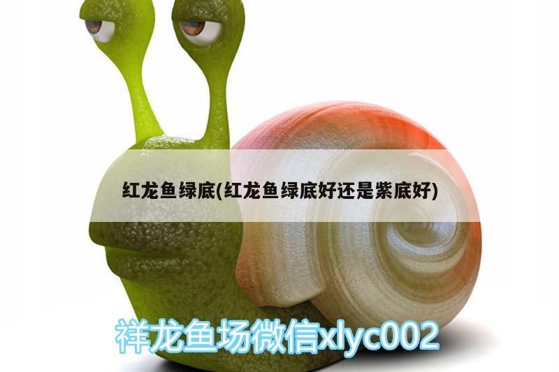 紅龍魚綠底(紅龍魚綠底好還是紫底好) 紅龍魚綠底(紅龍魚綠底好還是紫底好) 觀賞魚百科