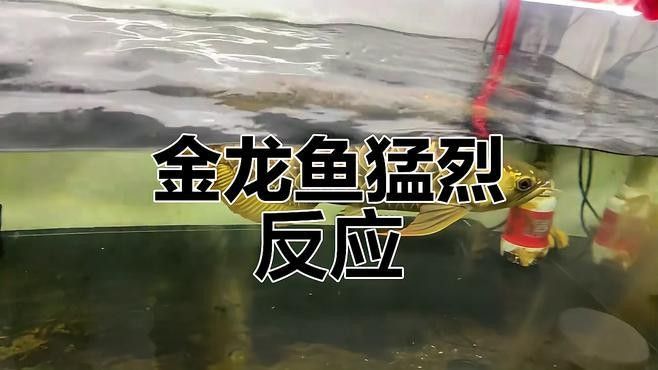 金龍魚(yú)會(huì)咬人嗎 金龍魚(yú)會(huì)咬人嗎 觀賞魚(yú)百科 第1張