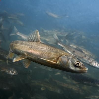 青海湟魚