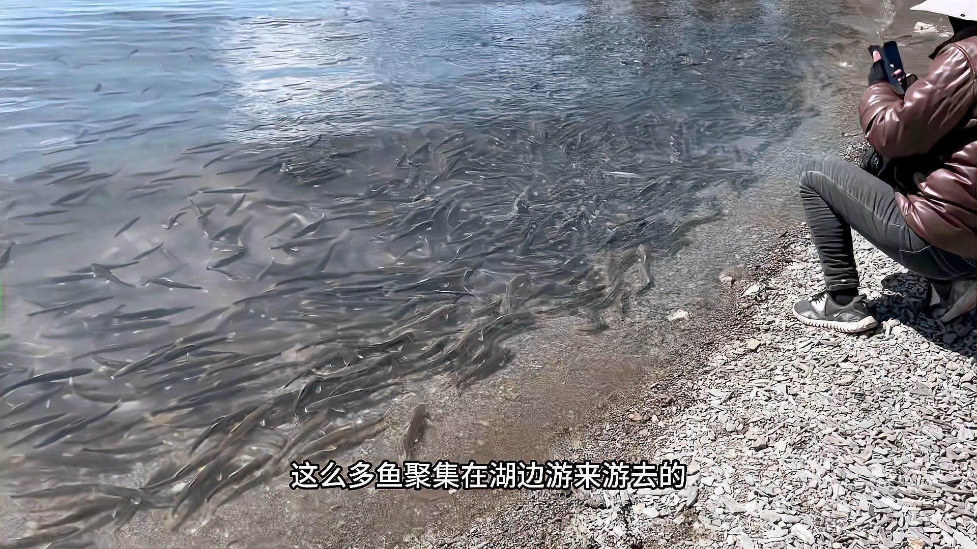 <strong><mark>青海</mark></strong>湟魚